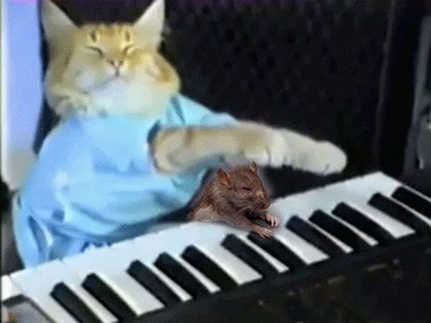 T. sent us a Sad Rat with Cat Playing Piano...